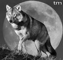 SnowMoon Wolf